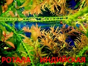 Ротала. НАБОРЫ растений для запуска акваса. ПОЧТОЙ отправлю----