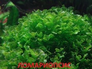 Ломариопсис. НАБОРЫ растений для запуска акваса. ПОЧТОЙ отправлю почто